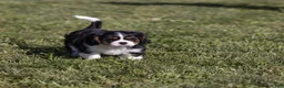 Cavalier King Charles Spaniel dogs for sale: Kudos - Ad 6