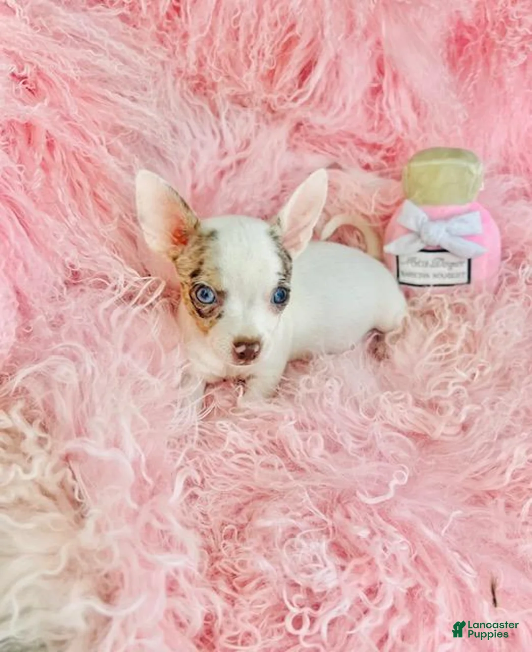 Chihuahua dogs for sale: Chihuahua 1 - Ad 3