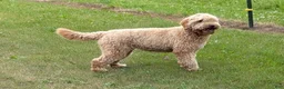 Mini Goldendoodle dogs for sale: Lilly - Ad 4