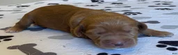 Labradoodle dogs for sale: Fern - Ad 7