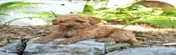 Havapoo dogs for sale: Tucker - Ad 3