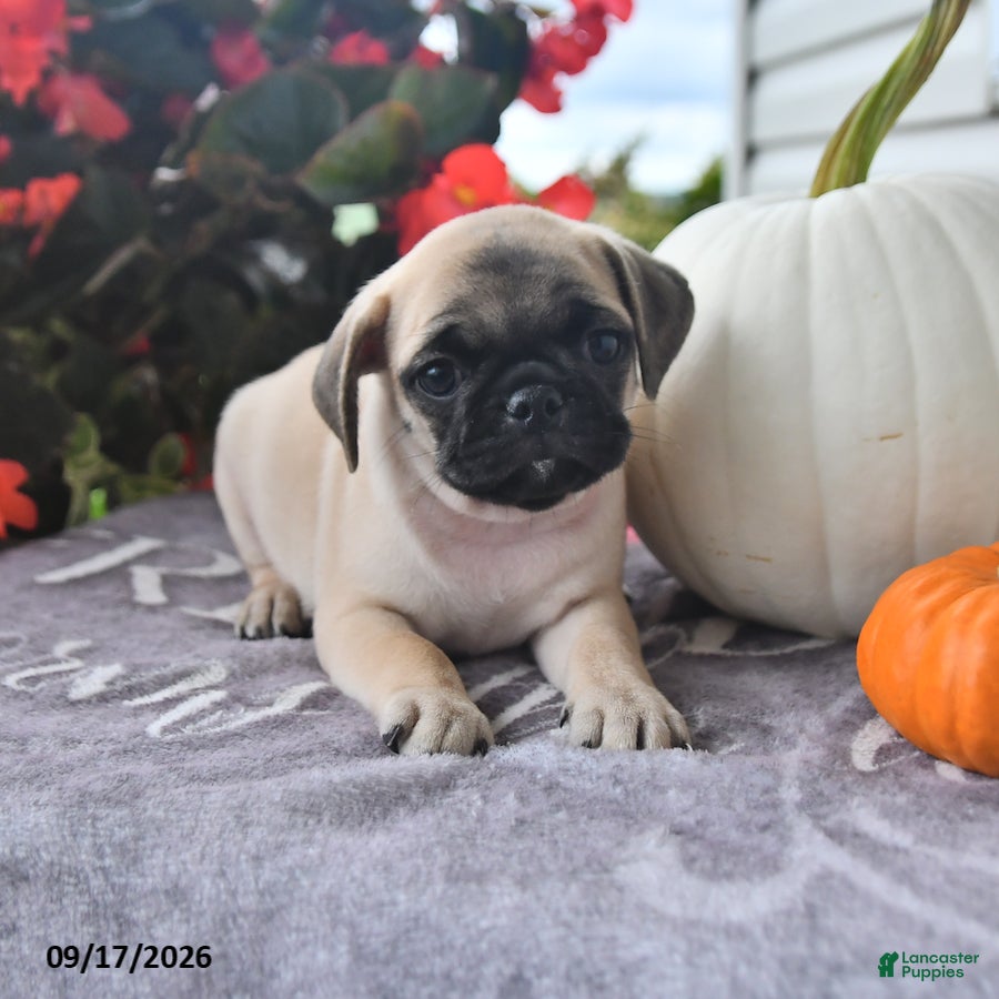 Puggle dogs for sale: Jack Be Little - Ad 1