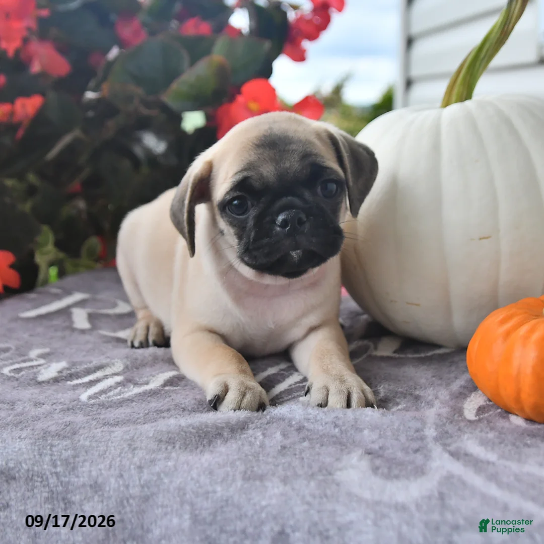 Puggle dogs for sale: Jack Be Little - Ad 1