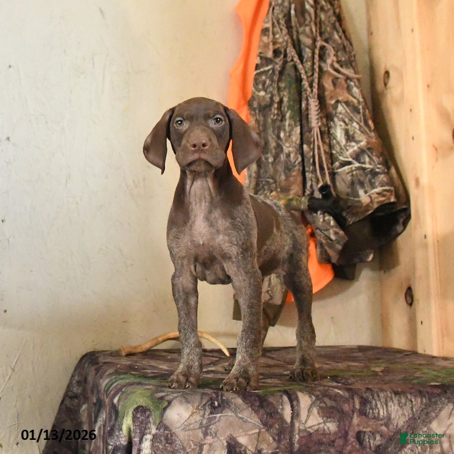 German Shorthaired Pointer dogs Hope - Ad 4