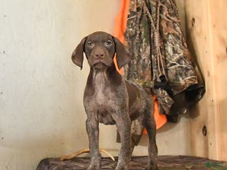 German Shorthaired Pointer dogs Hope - Ad 4