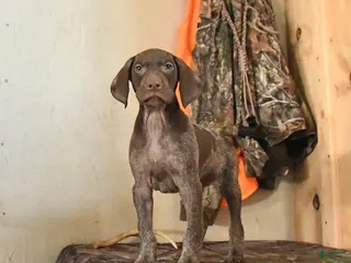 German Shorthaired Pointer dogs Hope - Ad 9