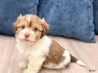 Havanese dogs Harry - Ad 7