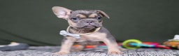 French Bulldog dogs for sale: Bryce - Ad 2