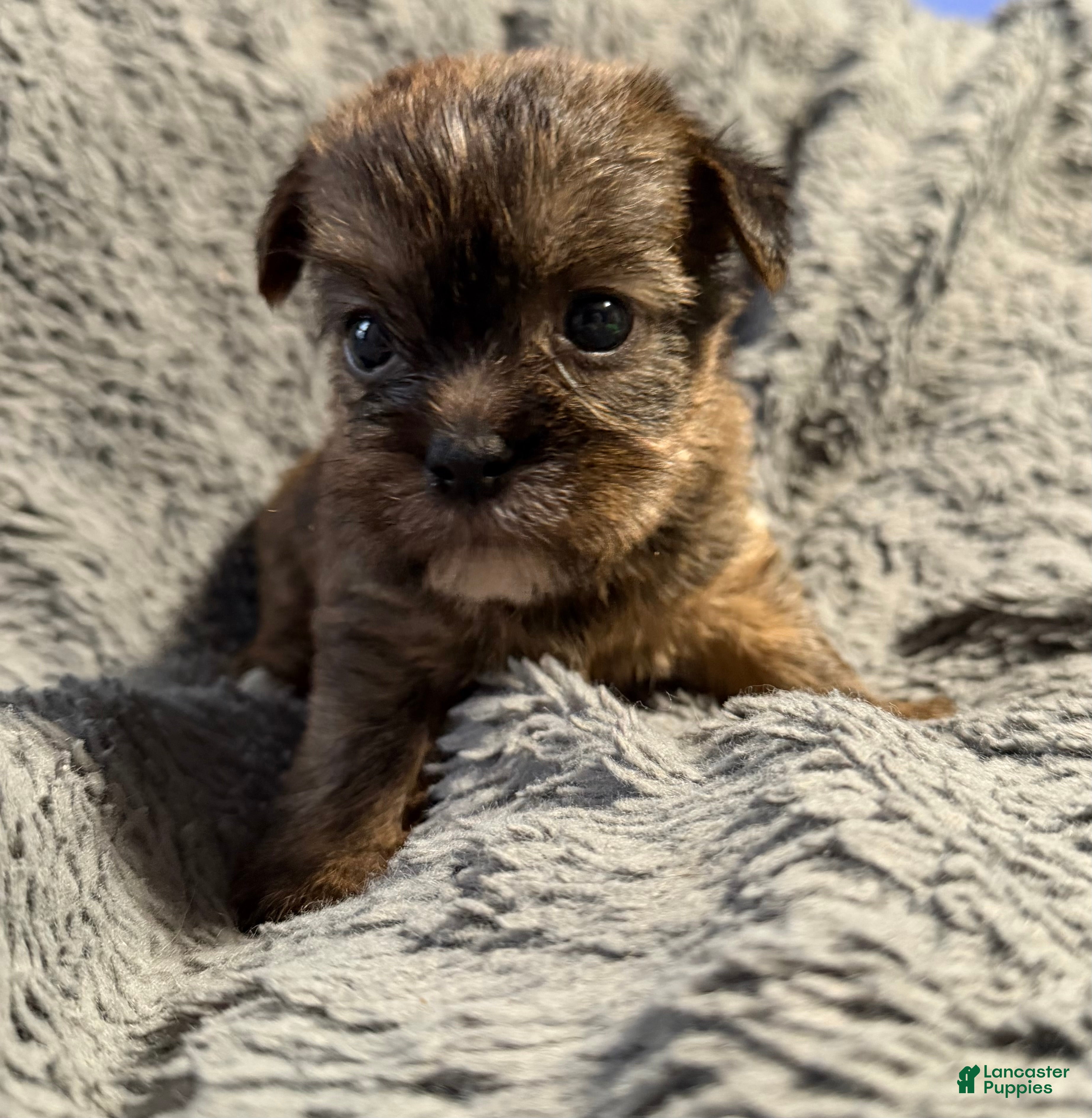 Shorkie dogs Coco - Ad 18