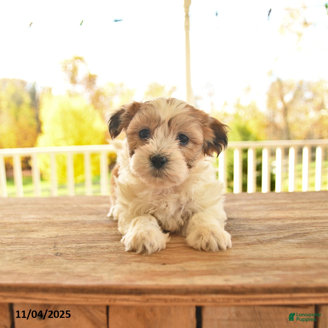 Teddy Bear dogs for sale: Brooks - Ad 8