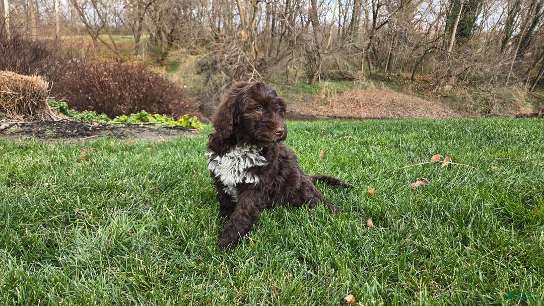 Portuguese Water Dog dogs for sale: Tori - Ad 31