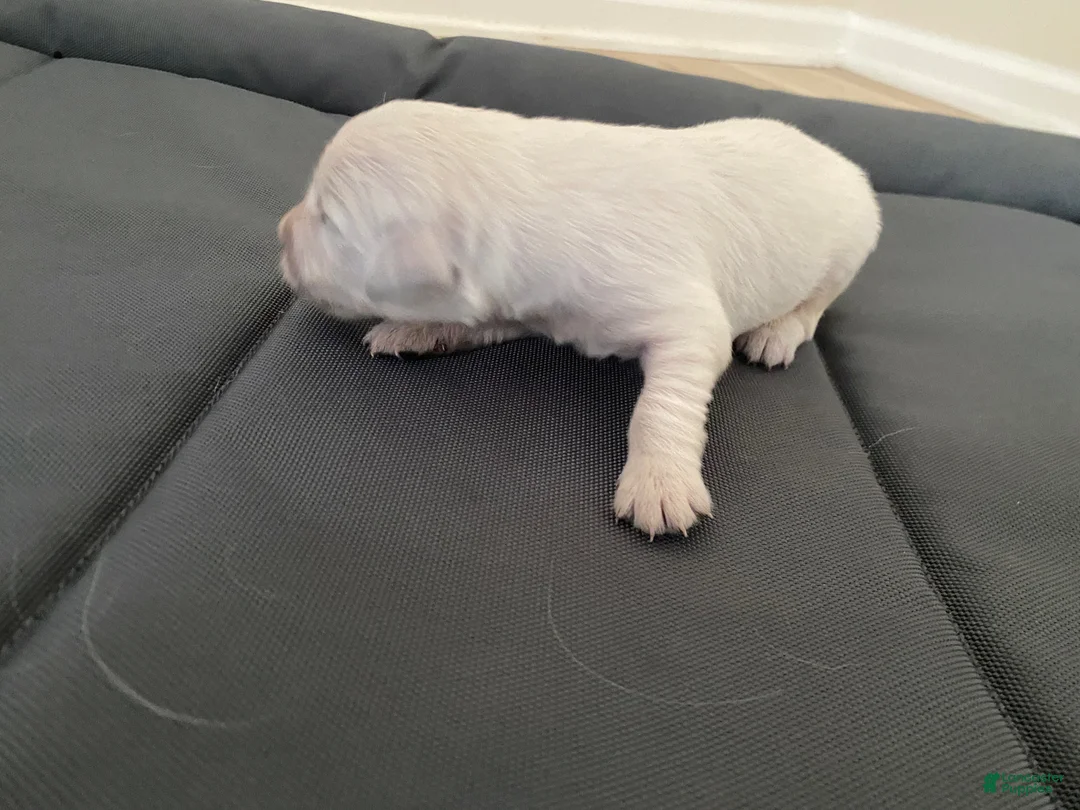 Golden Retriever dogs for sale: AKC Cream Golden Retriever Male Fourth Pick - Ad 1