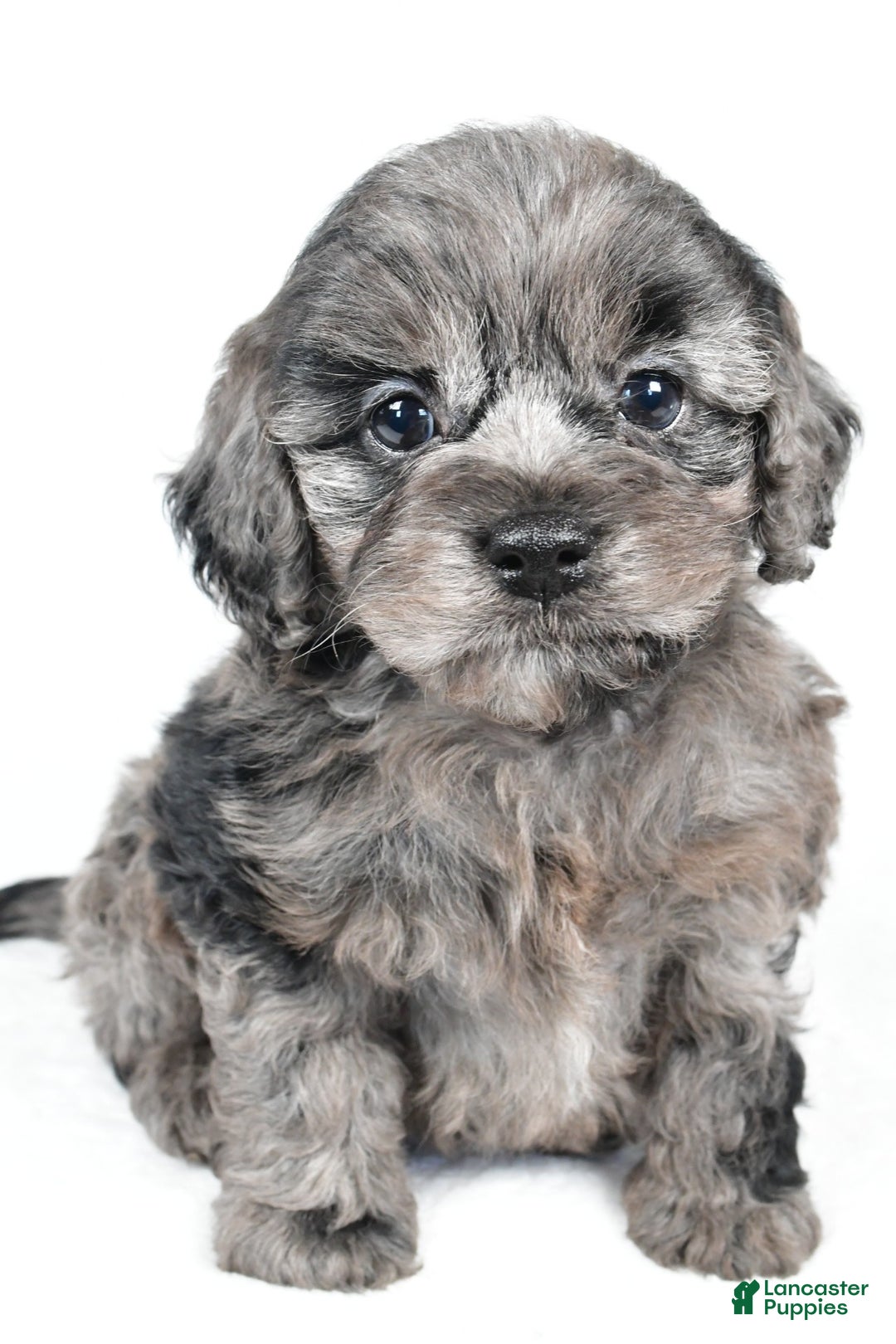 Cockapoo dogs for sale: paisley - Ad 7