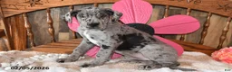 Great Dane dogs for sale: Blossom - Ad 4
