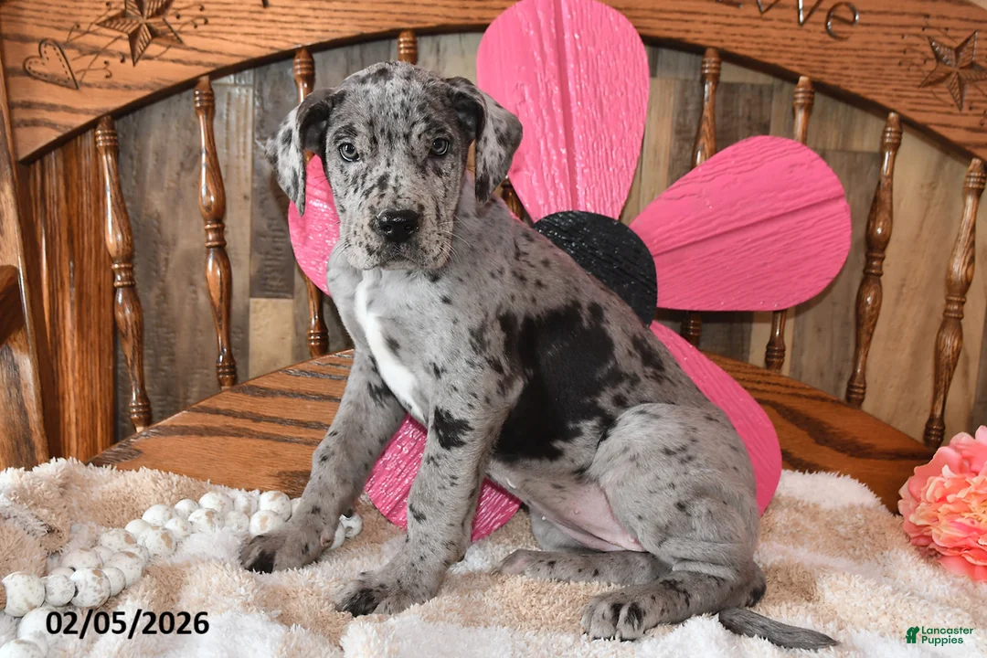 Great Dane dogs for sale: Blossom - Ad 4