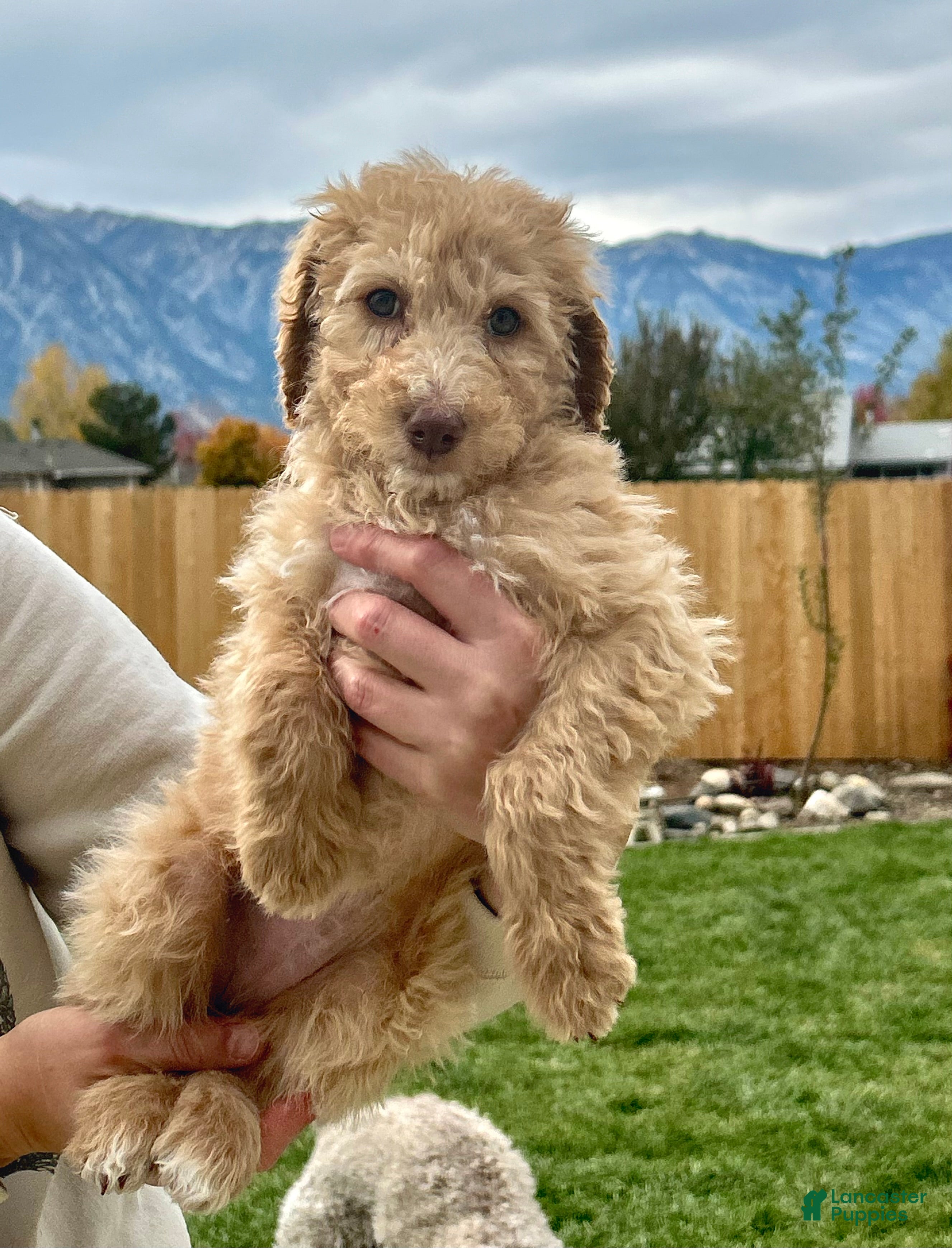 Standard Poodle dogs for sale: Standard Poodle 7 - Ad 24