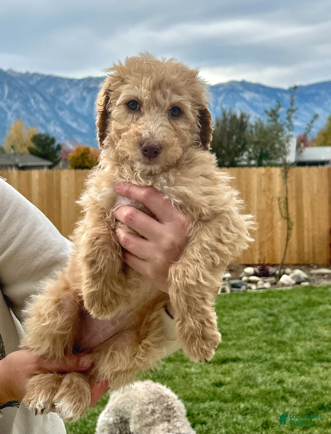 Standard Poodle dogs for sale: Standard Poodle 7 - Ad 1