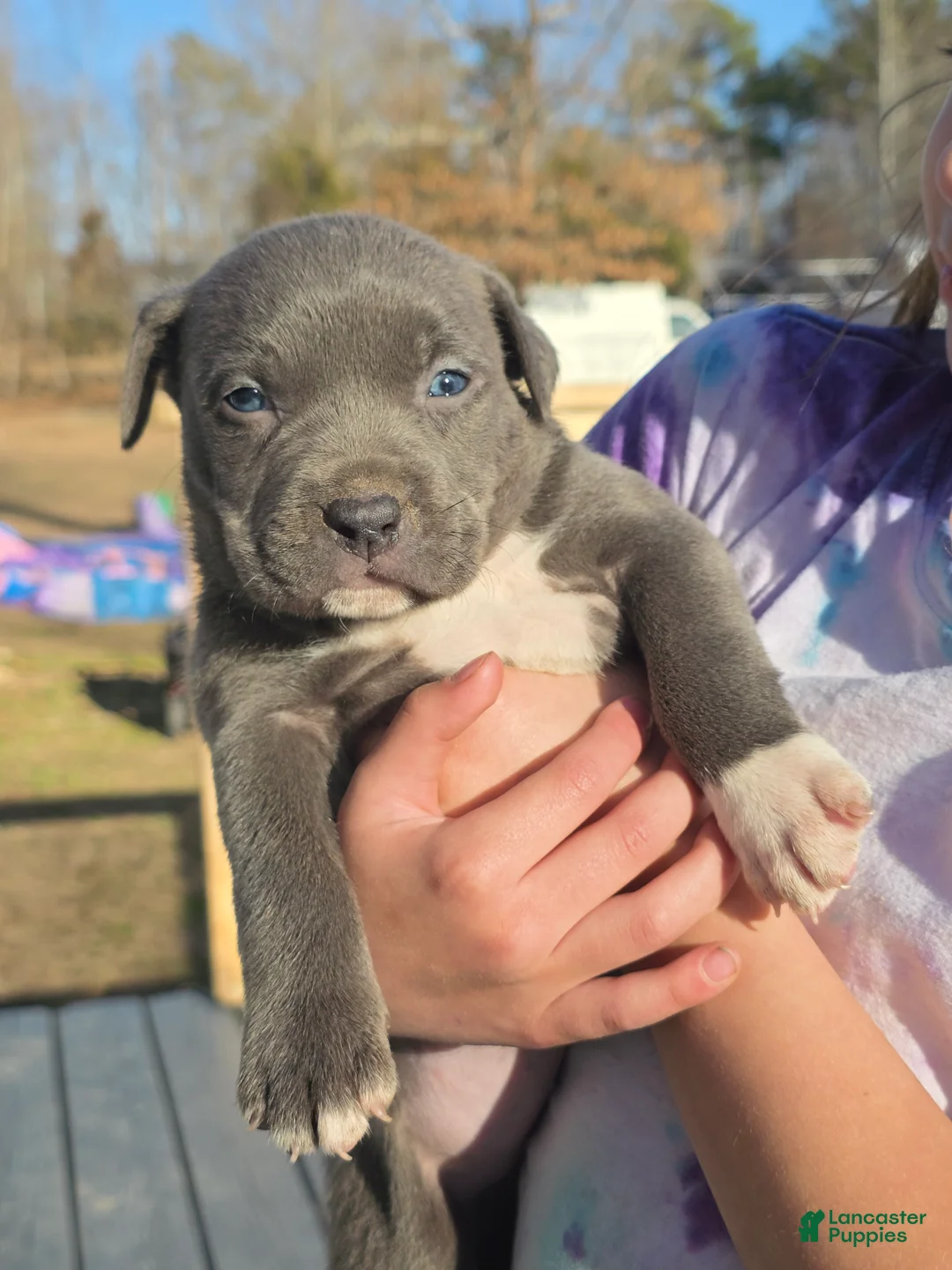 American Staffordshire Terrier dogs for sale: American Staffordshire Terrier Puppy 1 - Ad 3