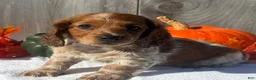 Miniature Dachshund dogs for sale: Forrest - Ad 5
