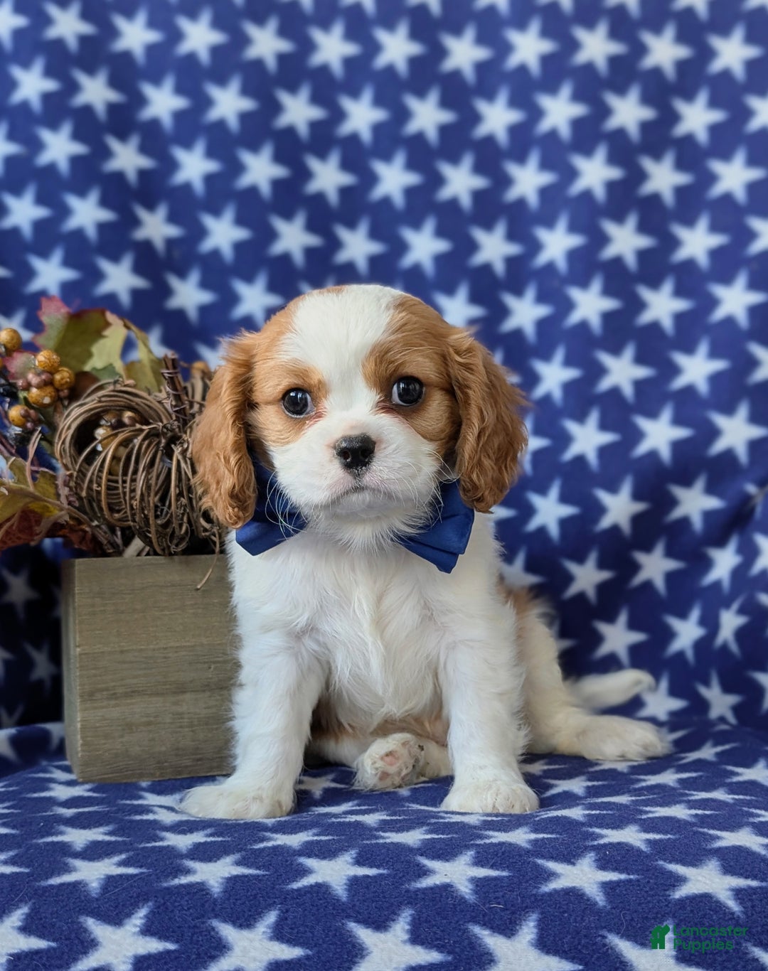 Cavalier King Charles Spaniel dogs for sale: Watkins - Ad 8