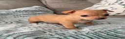 Chihuahua dogs for sale: Nala - Ad 3