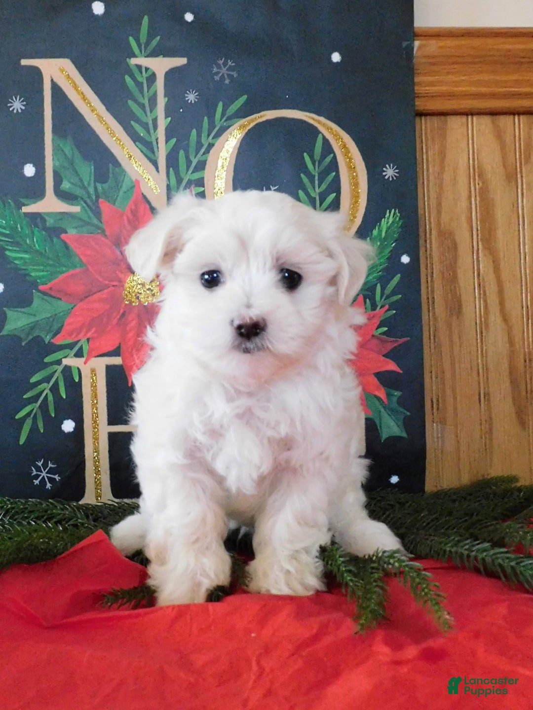 Mixed Breed dogs for sale: Irv - Ad 1