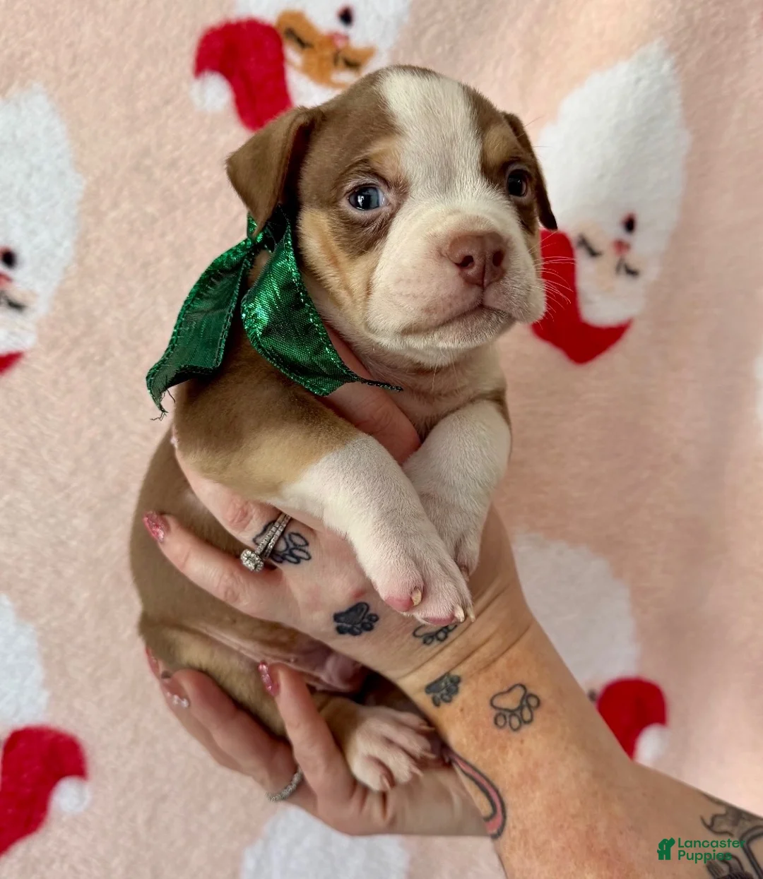 American Bully dogs for sale: Cali - Ad 14