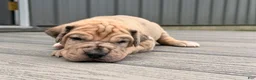 Great Dane dogs for sale: Spotty - Ad 6