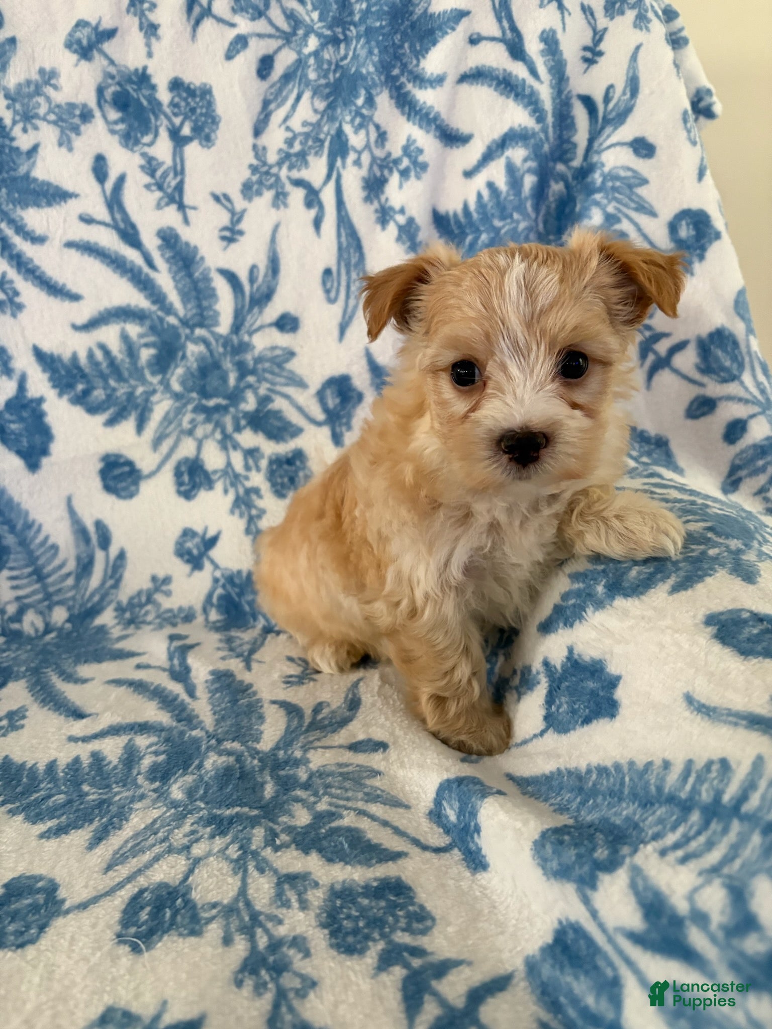 Morkie dogs Amber - Ad 9