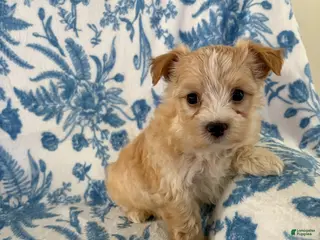 Morkie dogs Amber - Ad 22