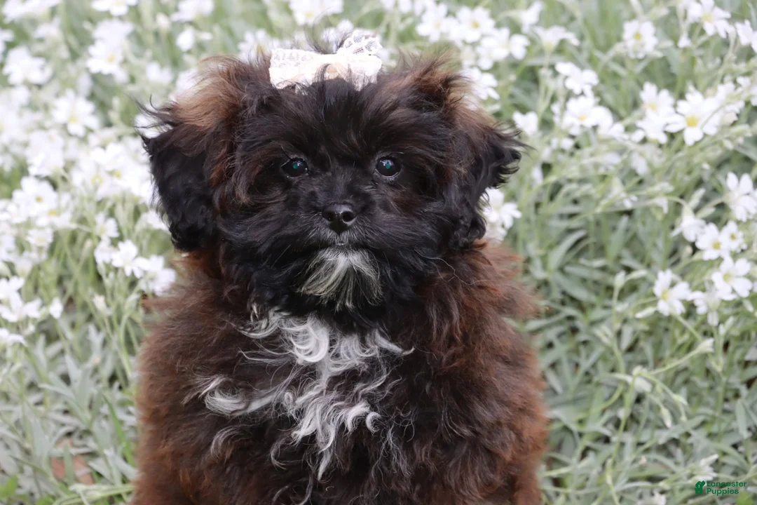 Shihpoo dogs for sale: Laura - Ad 2