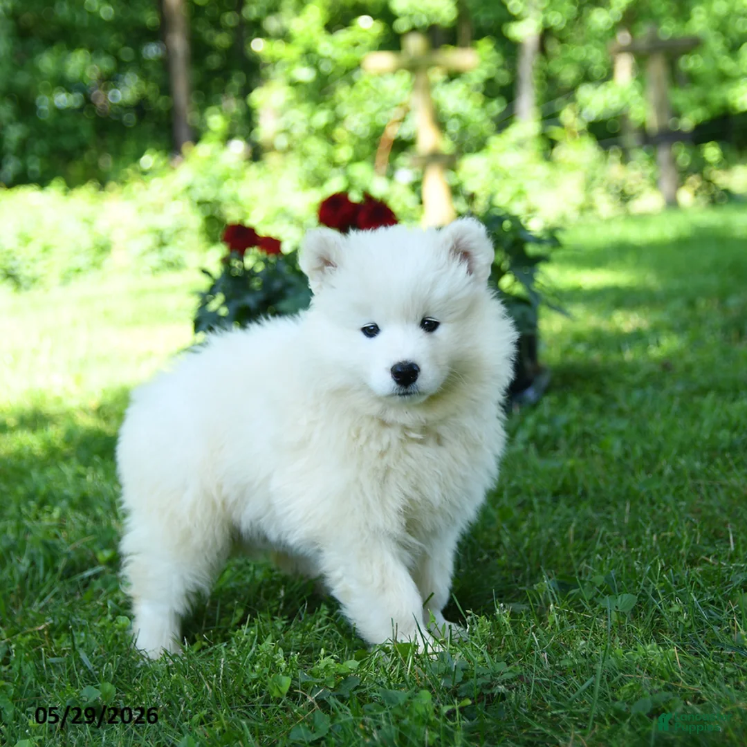 Samoyed dogs for sale: Marshmallow - Ad 2