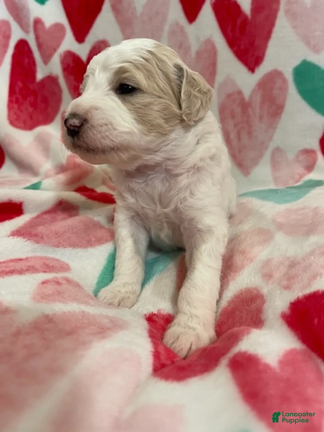 Mixed Breed dogs for sale: Peta - Ad 2