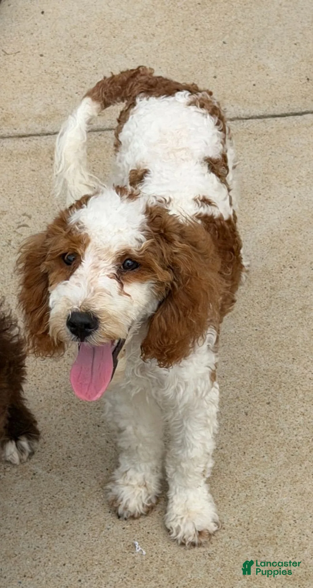 Mini Goldendoodle dogs for sale: Rita - Ad 2