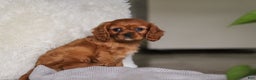 Cavalier King Charles Spaniel dogs for sale: Cleo - Ad 9