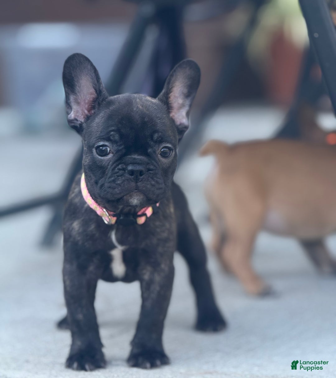 French Bulldog dogs for sale: French Bulldog Puppy 2 - Ad 7