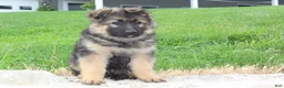 German Shepherd dogs for sale: Evan - Ad 2