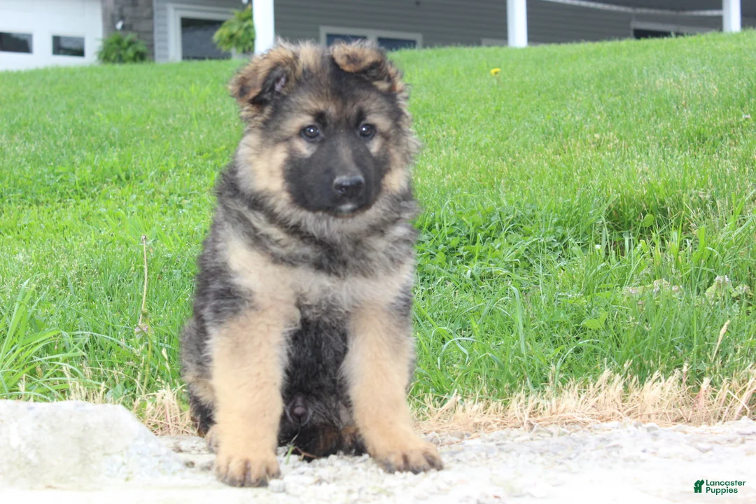 German Shepherd dogs for sale: Evan - Ad 2