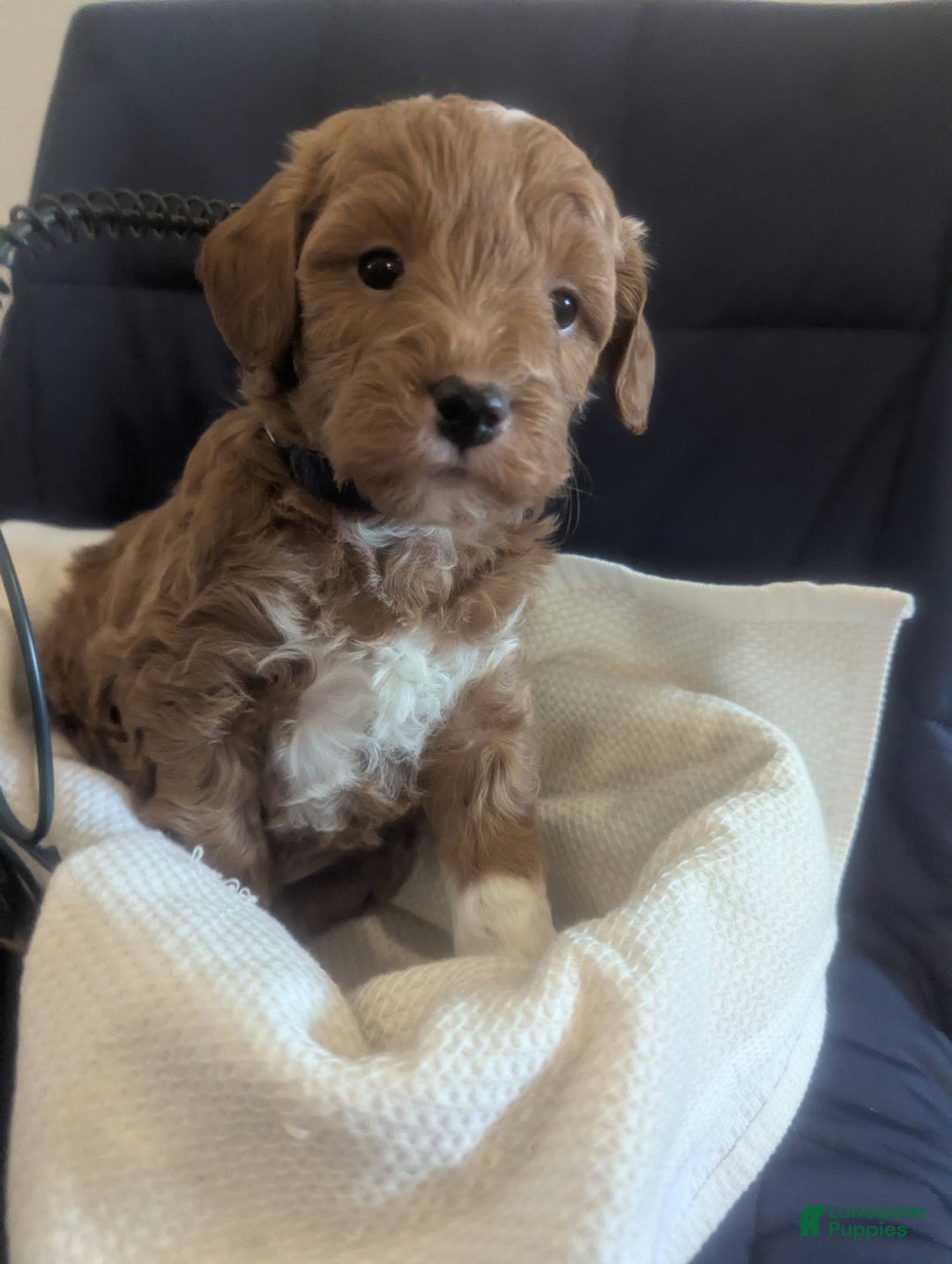 Mini Goldendoodle dogs for sale: Nick - Ad 5