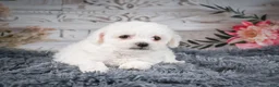 Bichon Frise dogs for sale: AKC-Faith - Ad 4