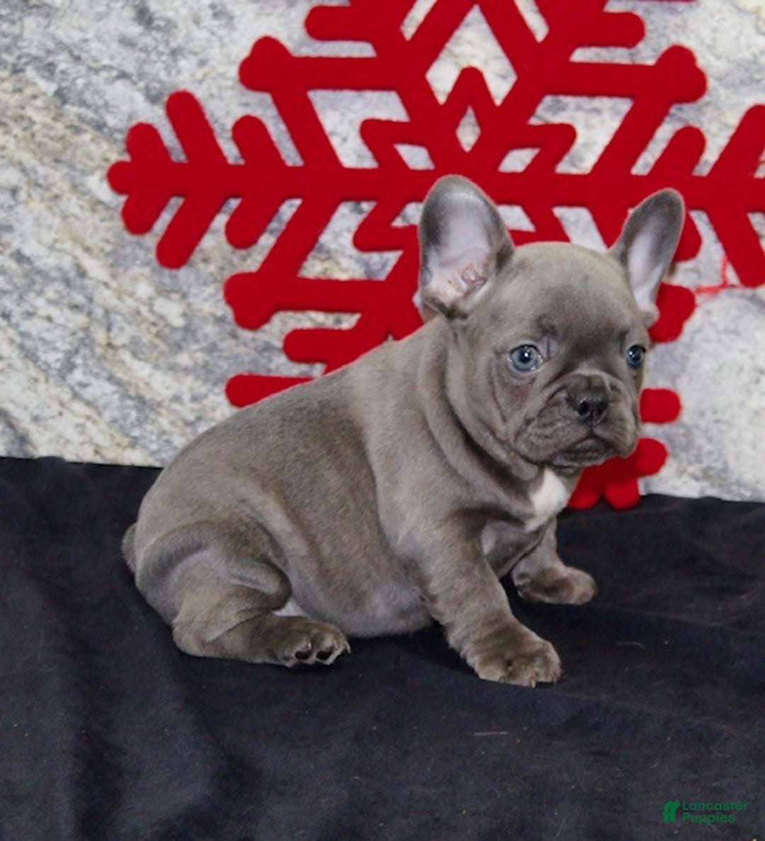 French Bulldog dogs for sale: Dixie - Ad 5
