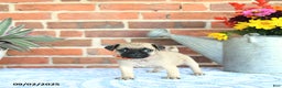 Pug dogs for sale: Goldie - Ad 24