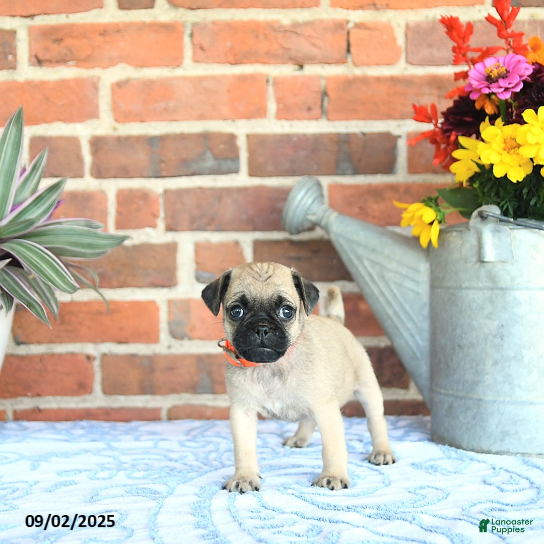 Pug dogs for sale: Goldie - Ad 24