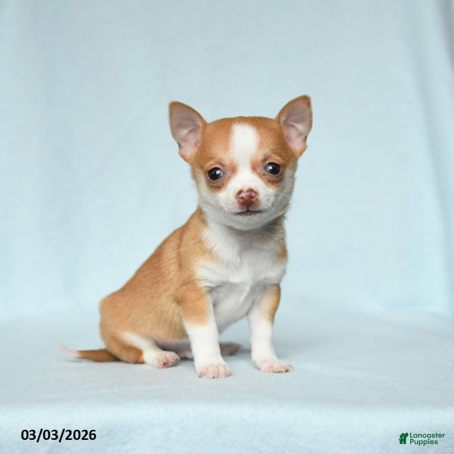 Chihuahua dogs Otis - Ad 1