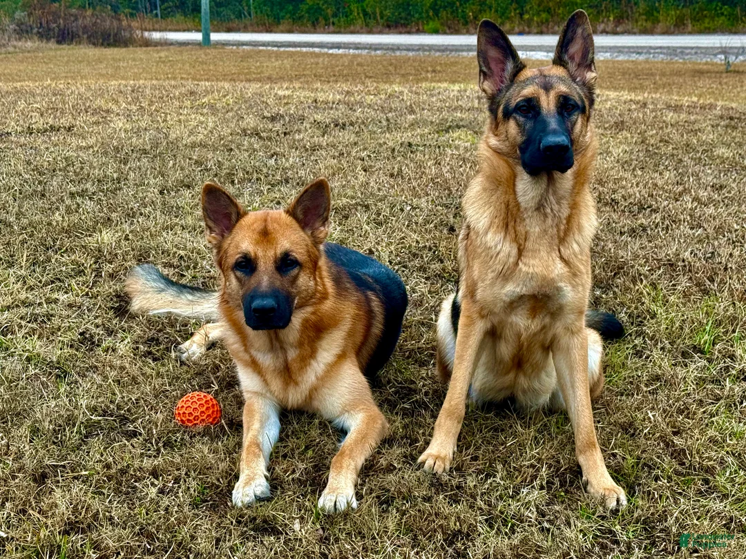 German Shepherd dogs for sale: German Shepherd Puppy 5 - Ad 4