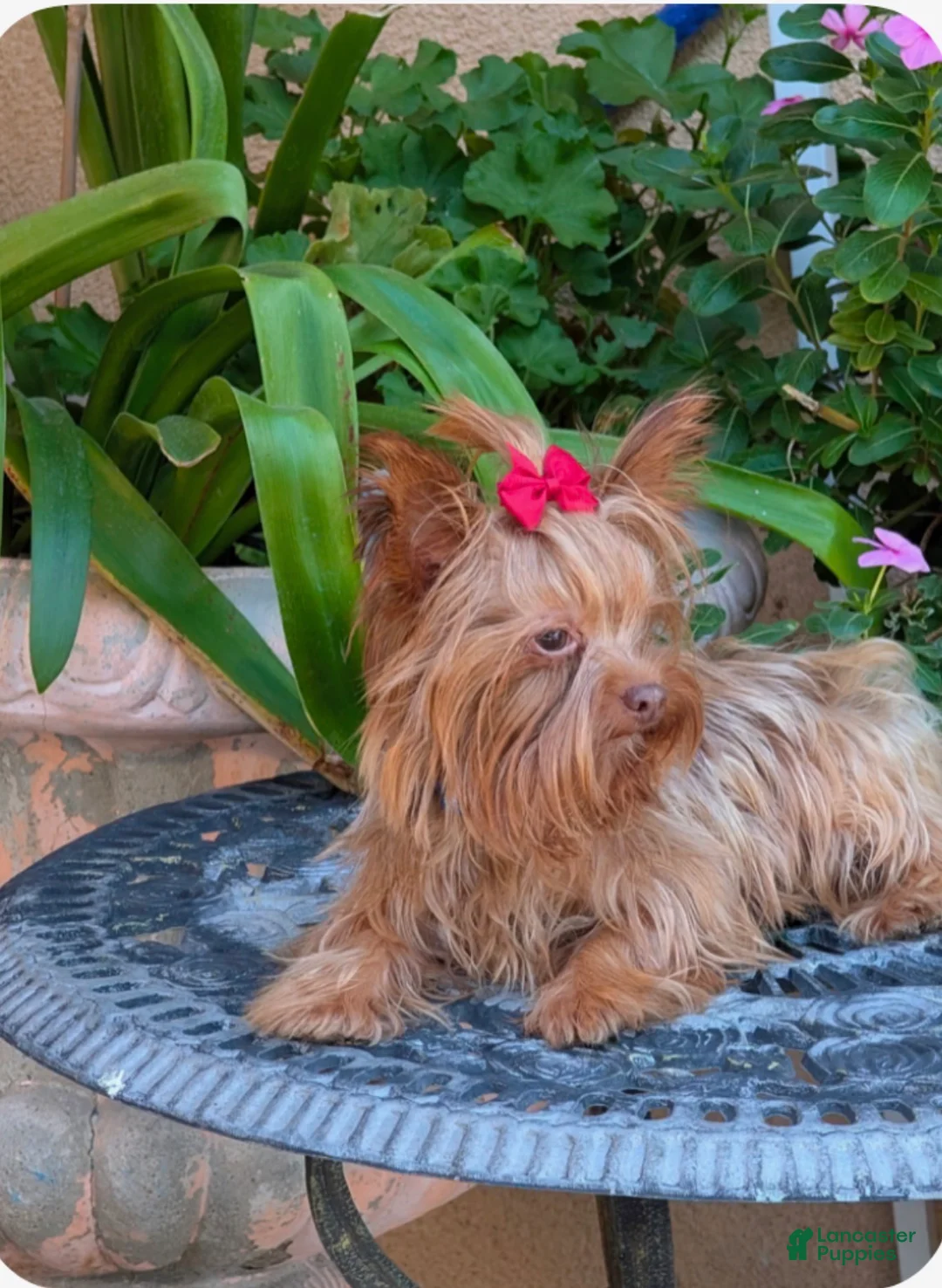 Yorkshire Terrier dogs for sale: Yorkshire Terrier Puppy 2 - Ad 6