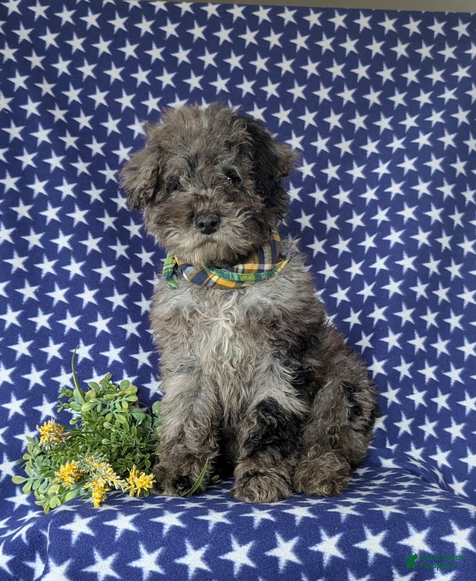 Miniature Poodle dogs Wesley - Ad 21