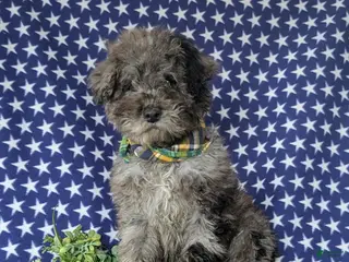Miniature Poodle dogs Wesley - Ad 32