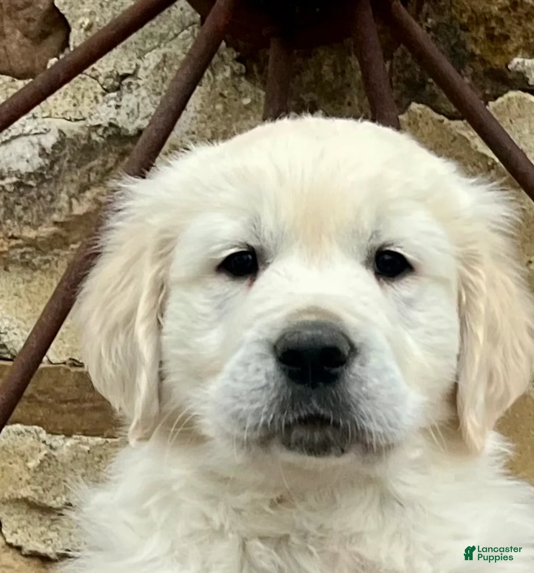 Golden Retriever dogs for sale: Topaz🐾❤️AKC Hip Cert 🐾Text or Call 717-837-3587 - Ad 2