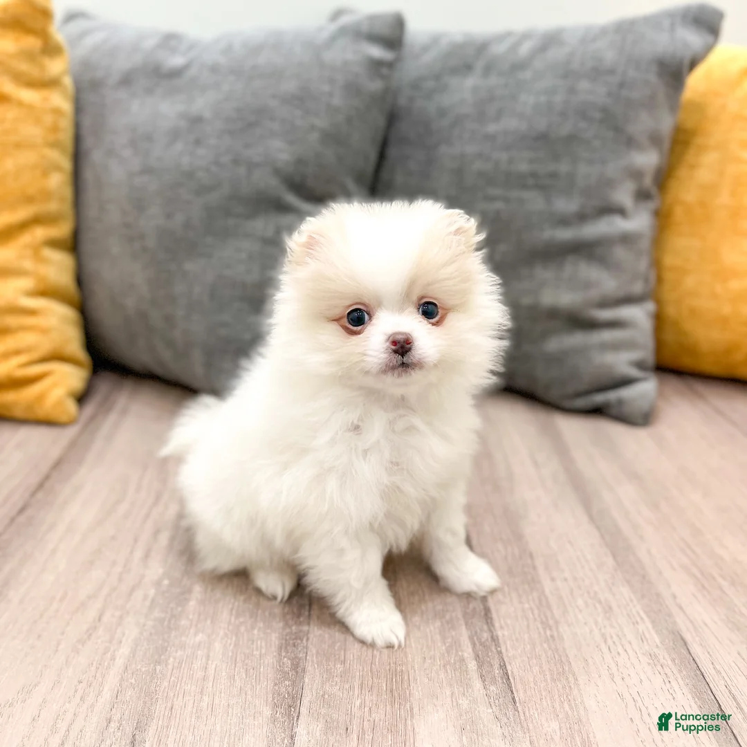 Pomeranian dogs for sale: Muffin - Ad 3